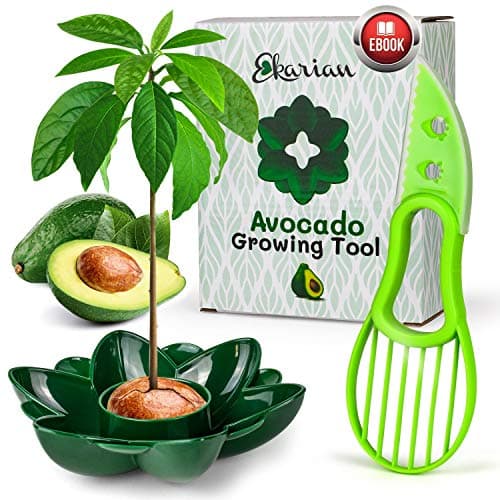 Avocado Pflanz-Set